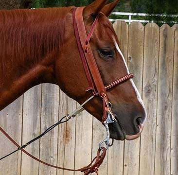 Horse Training Equipment